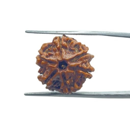 Ganesha Rudraksha 17.55 Mm