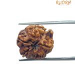 Ganesha Rudraksha 18.10 MM