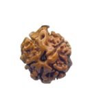 Ganesha Rudraksha 18.10 Mm
