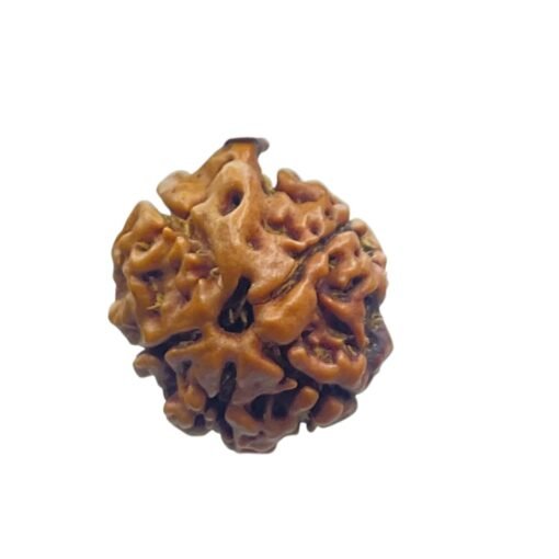 Ganesha Rudraksha 18.10 Mm