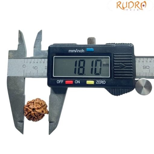 Ganesha Rudraksha 18.10 Mm