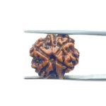 Ganesha Rudraksha 18.30 MM