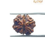 Ganesha Rudraksha 18.30 MM