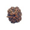 Ganesha Rudraksha 18.30 Mm