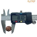 Ganesha Rudraksha 18.30 Mm