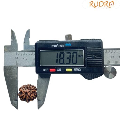 Ganesha Rudraksha 18.30 Mm