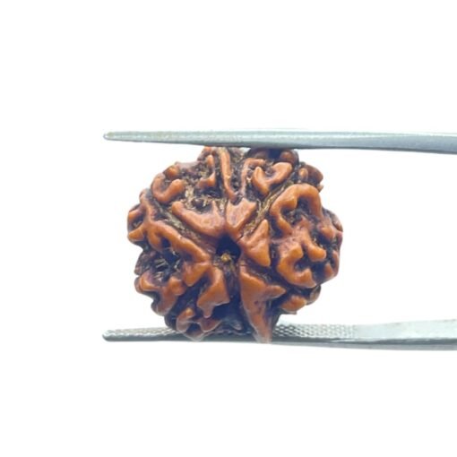 Ganesha Rudraksha 18.30 Mm