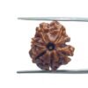 Ganesha Rudraksha 18.85 Mm
