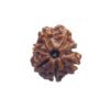 Ganesha Rudraksha 18.85 Mm 14 Ganesha Rudraksha 18.85 Mm
