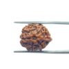 Ganesha Rudraksha 19.15 Mm