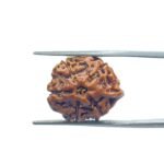 Ganesha Rudraksha 19.15 MM