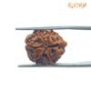 Ganesha Rudraksha 19.15 Mm
