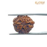 Ganesha Rudraksha 19.15 MM