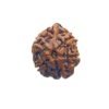 Ganesha Rudraksha 19.15 Mm