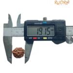 Ganesha Rudraksha 19.15 Mm