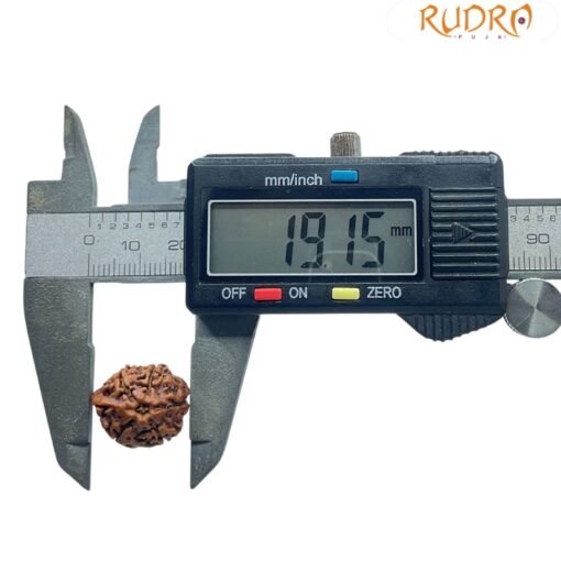 Ganesha Rudraksha 19.15 Mm