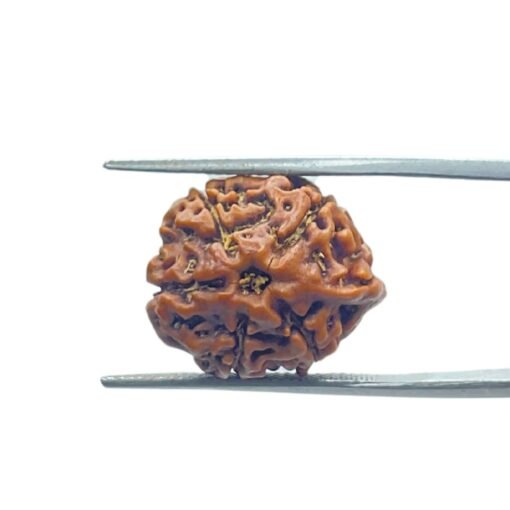 Ganesha Rudraksha 19.15 Mm