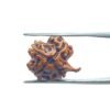 Ganesha Rudraksha 19.80 Mm