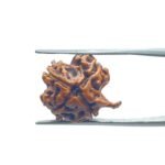 Ganesha Rudraksha 19.80 MM