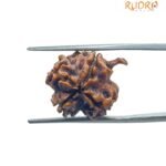Ganesha Rudraksha 19.80 MM