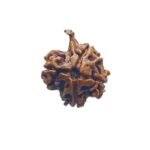 Ganesha Rudraksha 19.80 Mm
