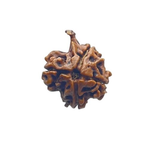 Ganesha Rudraksha 19.80 Mm