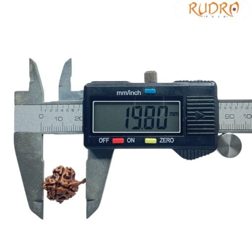 Ganesha Rudraksha 19.80 Mm