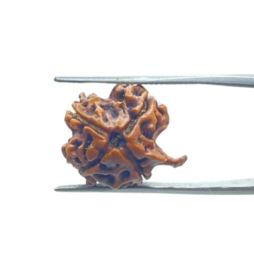 Ganesha Rudraksha 19.80 Mm