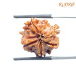 Ganesha Rudraksha - (21.16 MM) - (Rudrapuja)