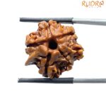 Ganesha Rudraksha - (21.16 MM) - (Rudrapuja)