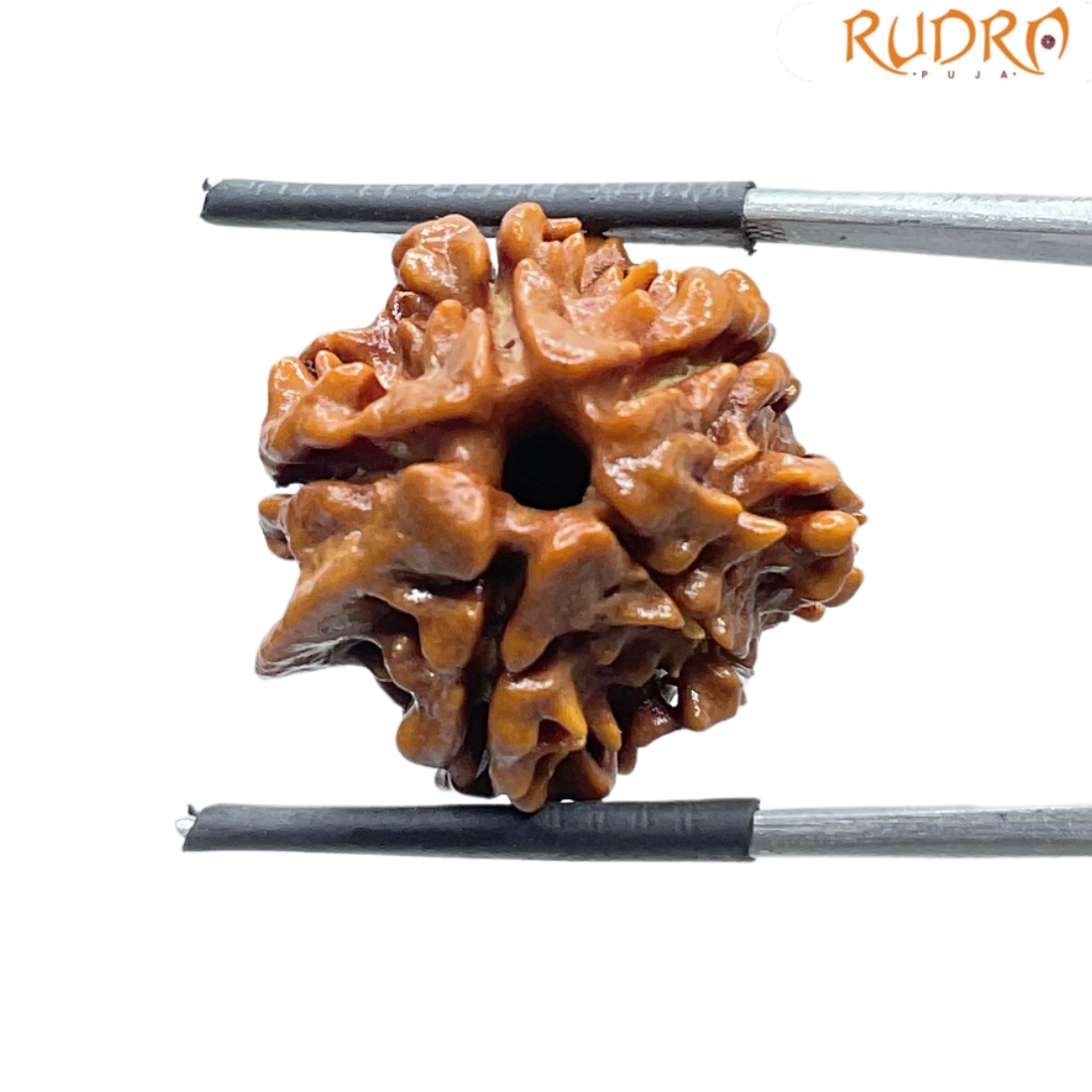 Ganesha Rudraksha - (21.16 MM) - (Rudrapuja)