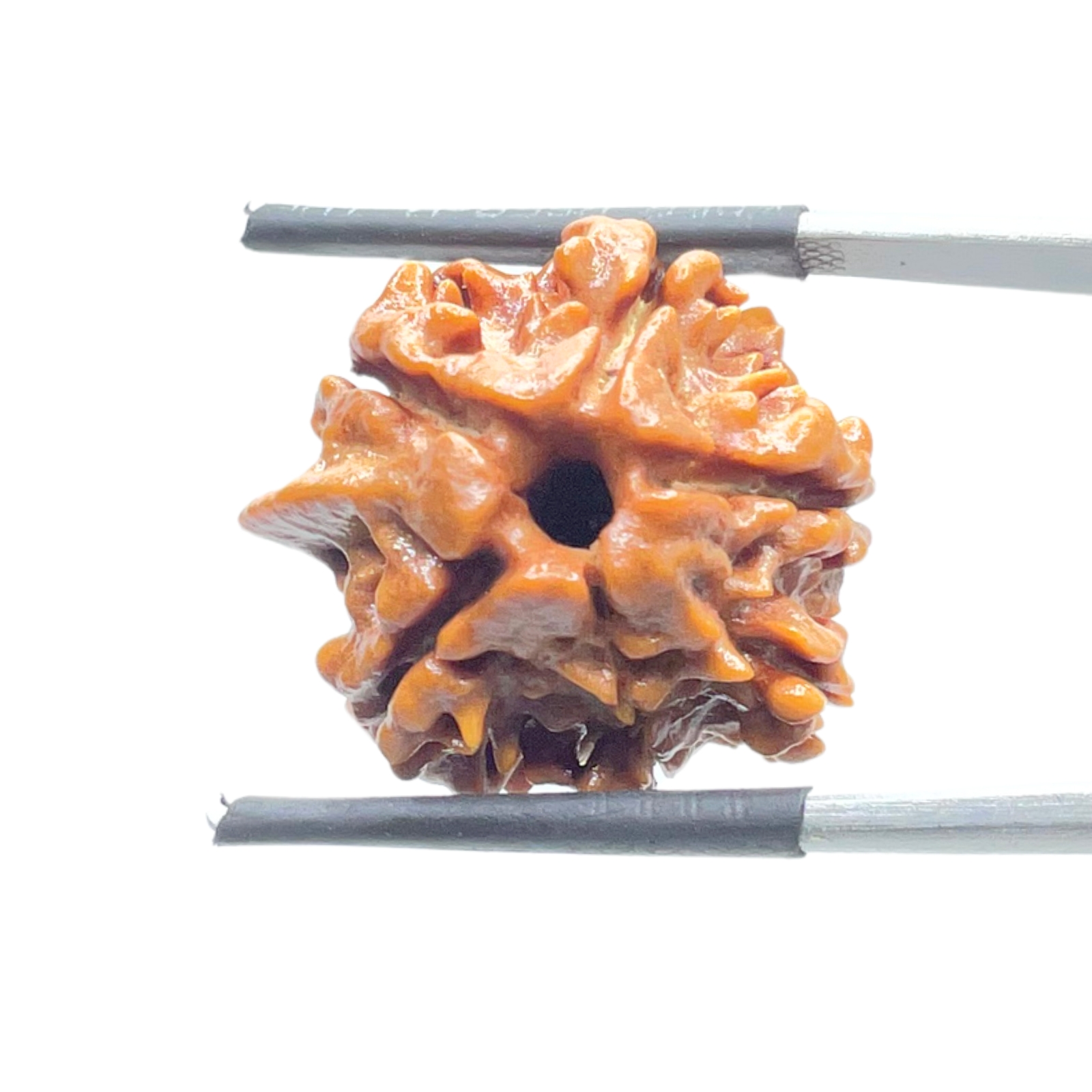 Ganesha Rudraksha - (21.16 MM) - (Rudrapuja)