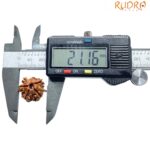 Ganesha Rudraksha - (21.16 MM) - (Rudrapuja)