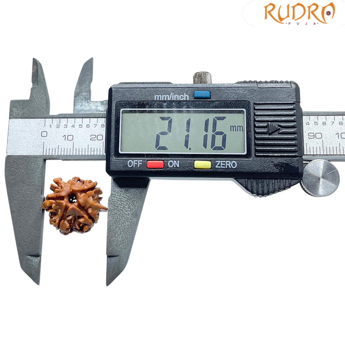 Ganesha Rudraksha - (21.16 MM) - (Rudrapuja)