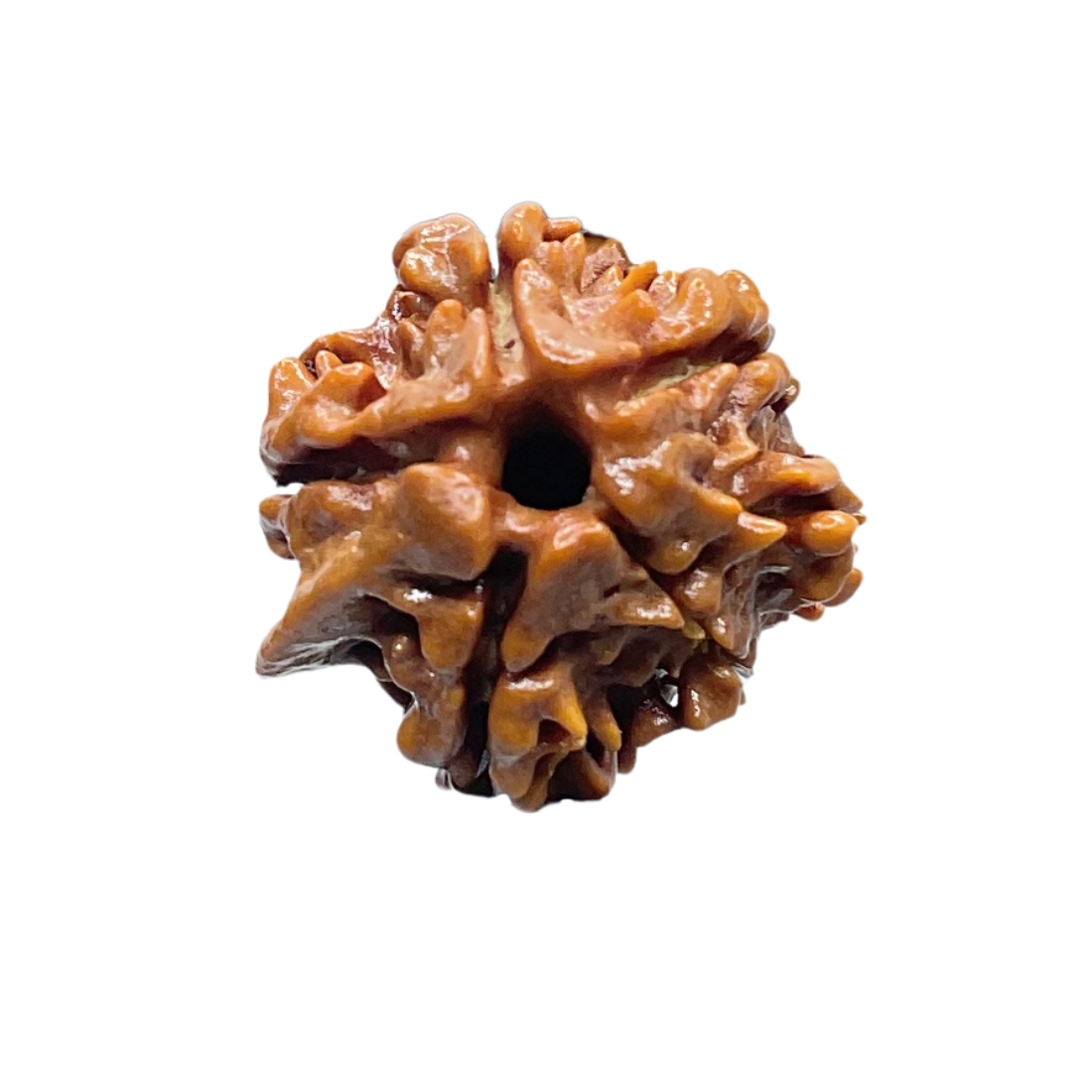 Ganesha Rudraksha - (21.16 MM) - (Rudrapuja)