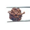 Ganesha Rudraksha 22.10 MM
