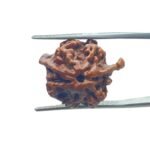 Ganesha Rudraksha 22.10 MM