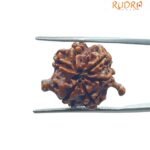 Ganesha Rudraksha 22.10 MM