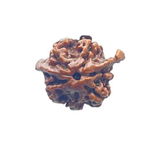 Ganesha Rudraksha 22.10 Mm