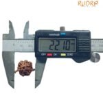 Ganesha Rudraksha 22.10 Mm