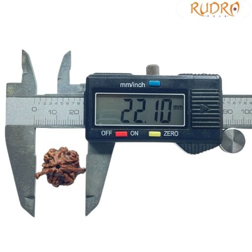 Ganesha Rudraksha 22.10 Mm - Image 4
