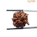 Ganesha Rudraksha - (22.65 MM)