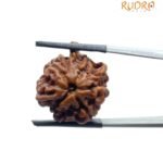 Ganesha Rudraksha - (22.65 MM)