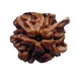 Ganesha Rudraksha - (22.65 MM)