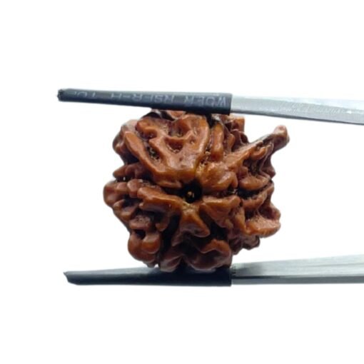 Ganesha Rudraksha - (22.65 Mm)