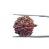 Ganesha Rudraksha 22.90 Mm