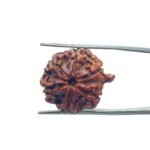 Ganesha Rudraksha 22.90 MM