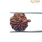 Ganesha Rudraksha 22.90 MM