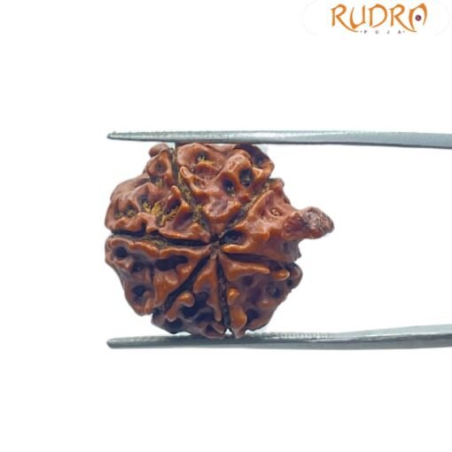 Ganesha Rudraksha 22.90 Mm