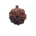 Ganesha Rudraksha 22.90 Mm